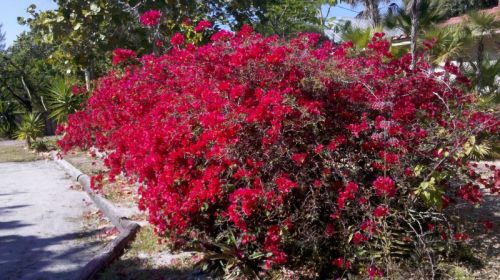 Captiva is our first really tropical destination -- flowers everywhere