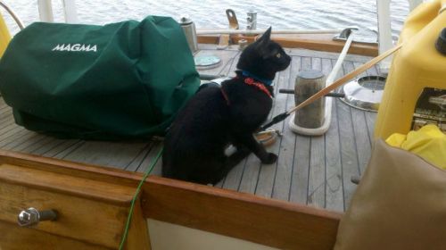 If one of those bastards would jump just a little closer, I would catch it and kill it and eat it.