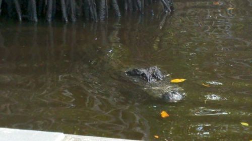 Eight-foot gator about two feet from the boat