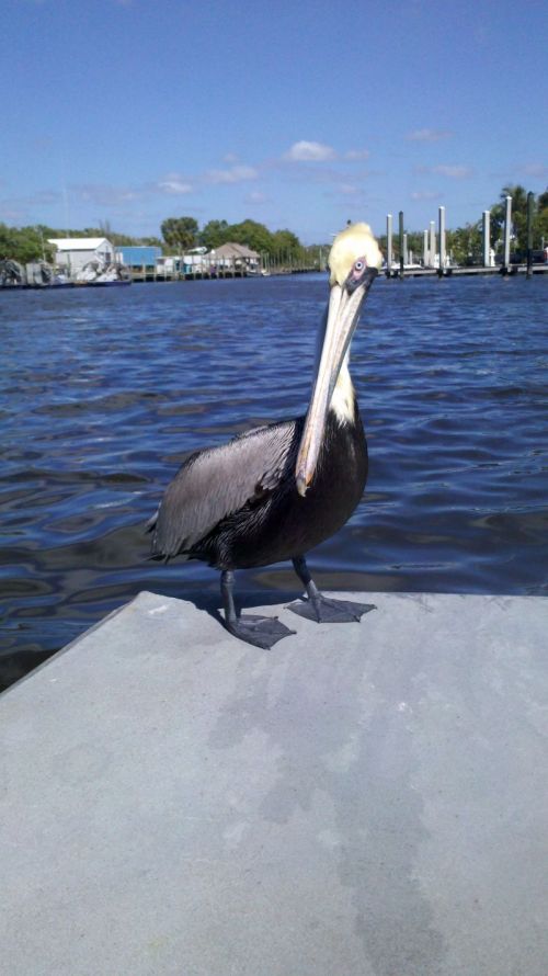 This guy jumped on oour boat for a free ride back to the dock.