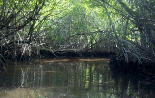 Mangrove Forest Primeval
