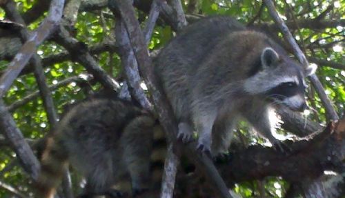 Family of racoons came down to the boat to see if they could cadge a snack