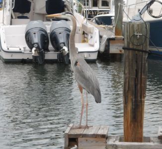 This bird lives once slip over from us and is Sparta's mortal enemy.  "One step closer and your going to get it! Okay, one MORE step and I'm coming after you!  I'm serious this time, any closer and you're feathers" and so forth for hours.