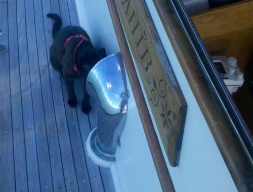 Sparta loves being at anchor, because she can go anywhere without a tether.  Here she is trying to climb into the engine room through one of the vents.