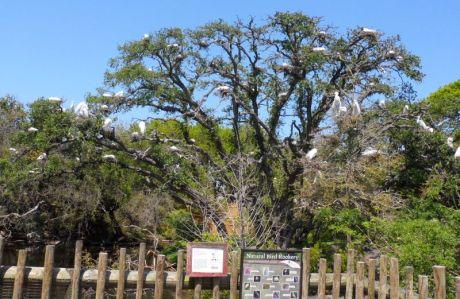 Gator Farm is also a bird rookery.  This tree of snowy egrets was pretty.