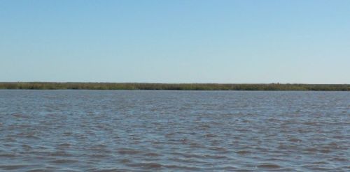 ...from this piece of marsh grass 50 miles away?