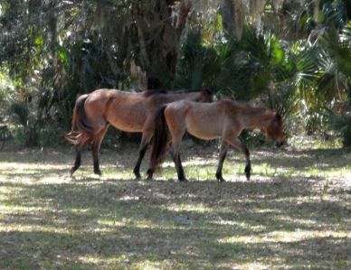 Wild horses descended from the Carnegie stable roam the island freely.