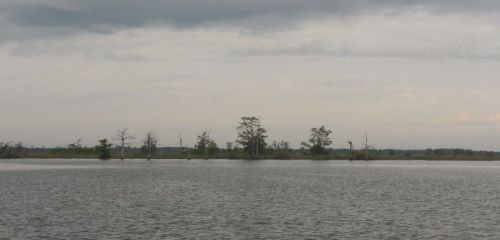 Abandoned rice fields stretch for miles north of Georgetown.