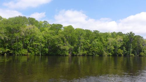 The Waccamaw -- a beautiful mix of live oak, cypress and palms.