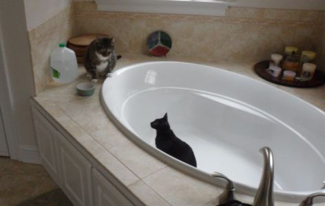 Rub a dub dub, two cats in a tub.