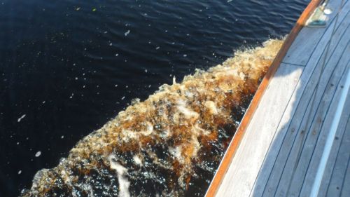 Water has so much tannin in it it's like cruising through coffee.