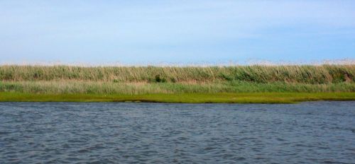 And the winner of tallest marsh grass on the whole trip goes to...New Jersey!!